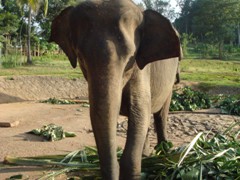 elephant_to close