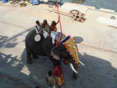 Kerla_elephant_visiting_us